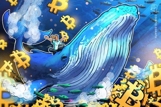 Bitcoin whale holdings hit five-month high: Is BTC headed to $80K next?